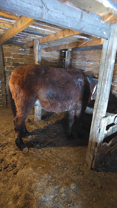 Продам  Жеребца 2 года