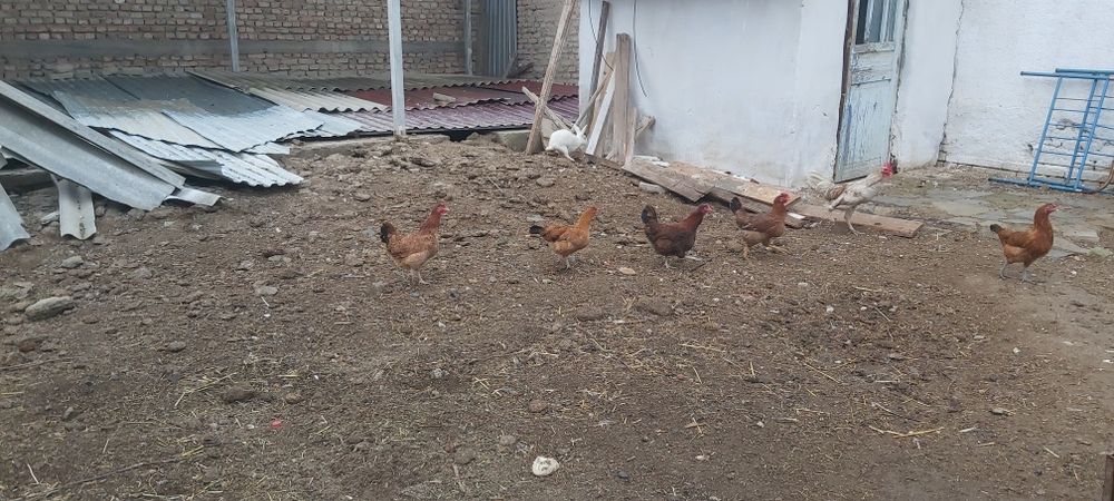 Tovuqlar sotiladi 5 ta tovuq 1 xuroz hammasi bir joyda sotiladi