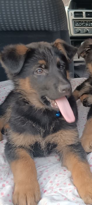 Немецкая овчарка щенки