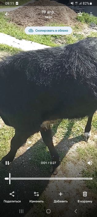 Қашар сатылады семіз.