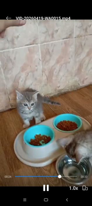 Шотлански котята1,5. Приучены.