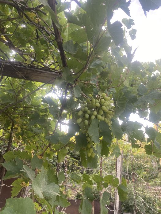 Продам участок 1 сотка