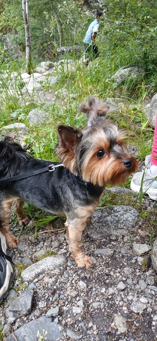 Продам йорка девочку