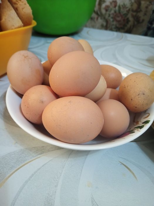 Продам домашнее куриное яйцо