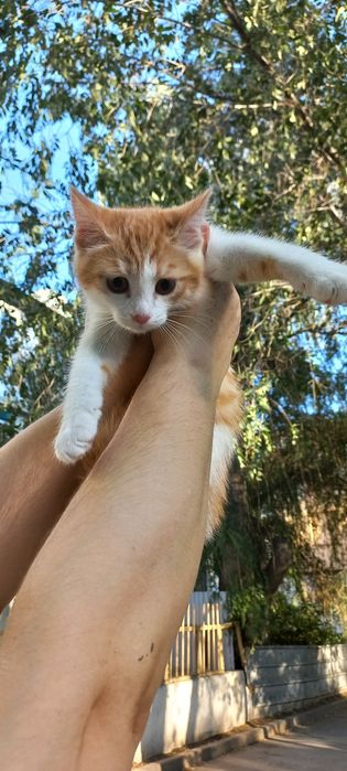 Отдам даром котят