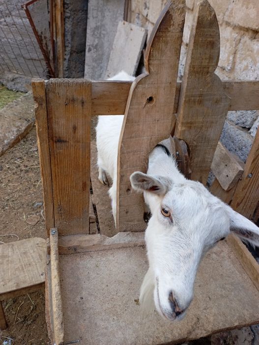 Продаются   козы