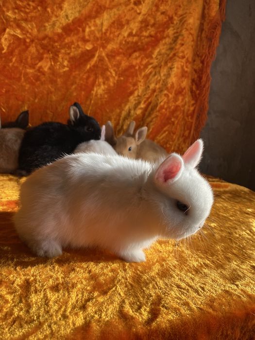 Karlik Dekarativniy quyon bollari