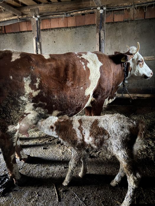 Vând vacă cu vițel