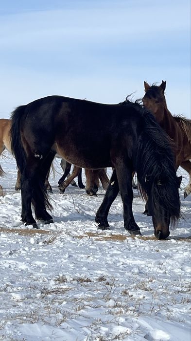 продается жеребец 8 лет казах