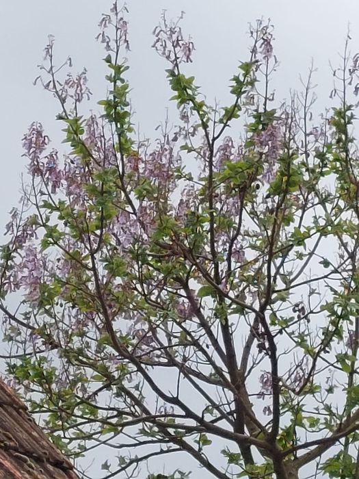 Paulownia Butasi si rasaduri