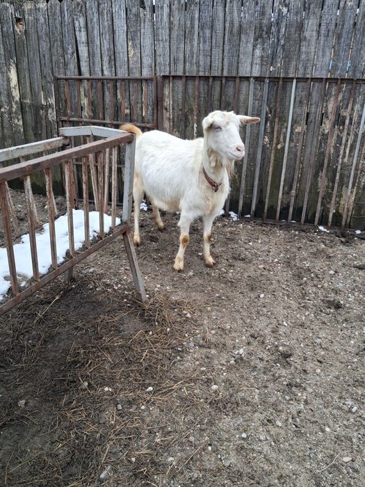 Vindem capra gestantă