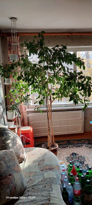 Комнатное растение Фикус Бенджамина