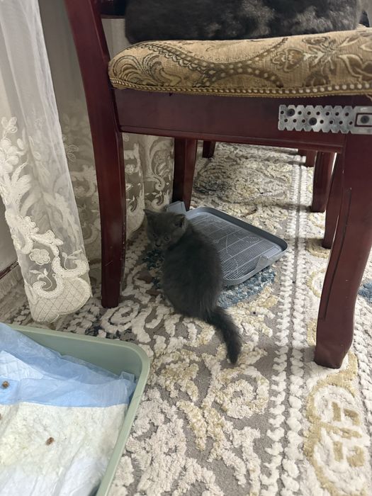 Отдам котенков мальчик и девочка