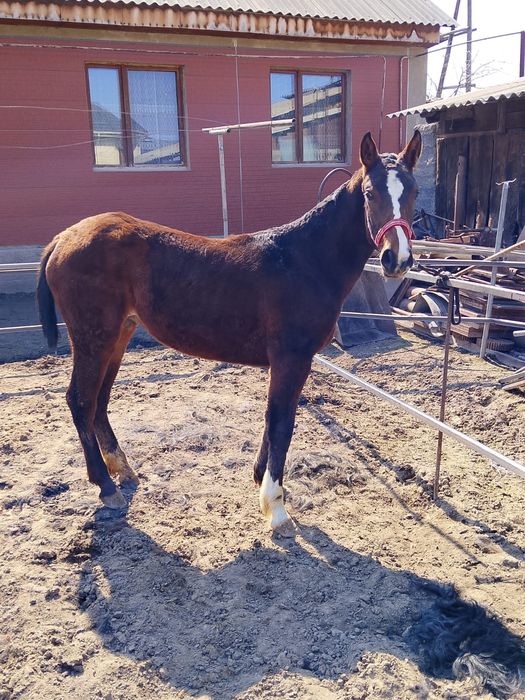 Продам жеребёнка