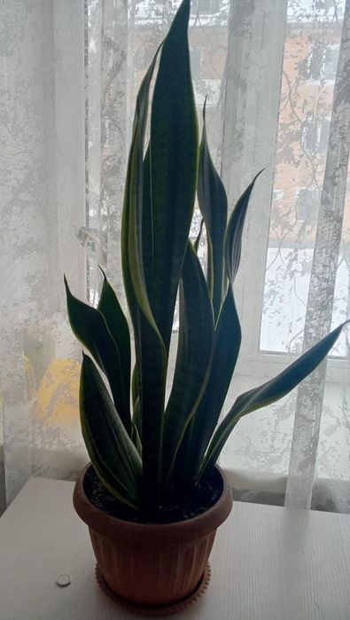 Продам цветы тёщины языка