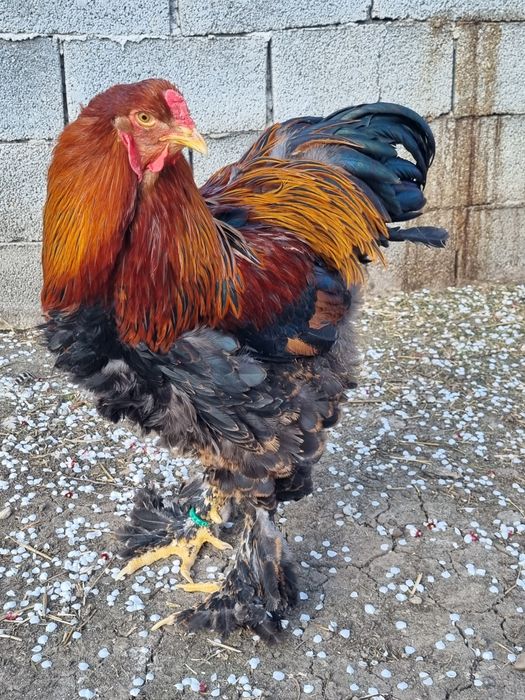 Vând cocoș brahma potarnichiu