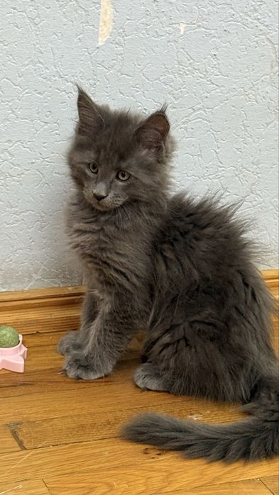 Мейн кун meyn kun , котят 2 месяца чистокровные