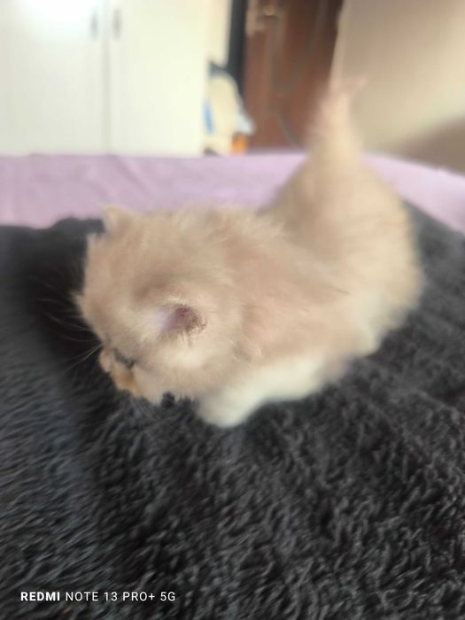 Pui British Longhair - Cinnamon