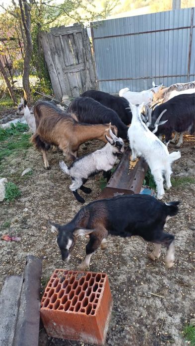 Capre de vanzare si iezii