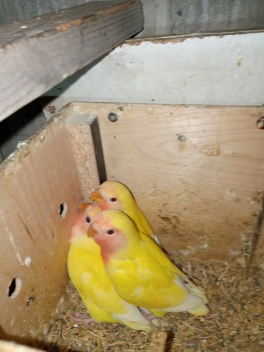 Папугай и другие