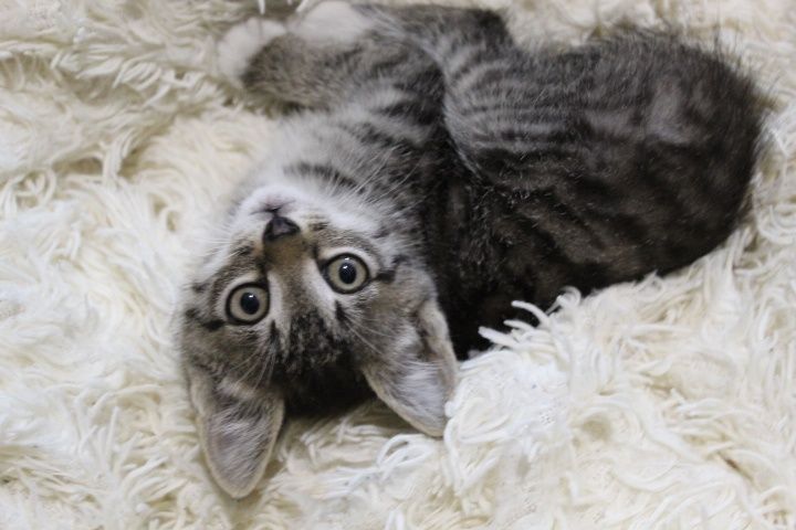 отдам котёнка 3 месяца