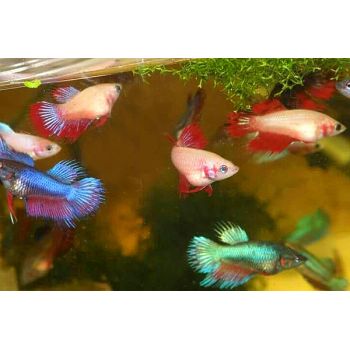 Рыбки петушки в Аква Зоо салоне " Посейдон"!!!