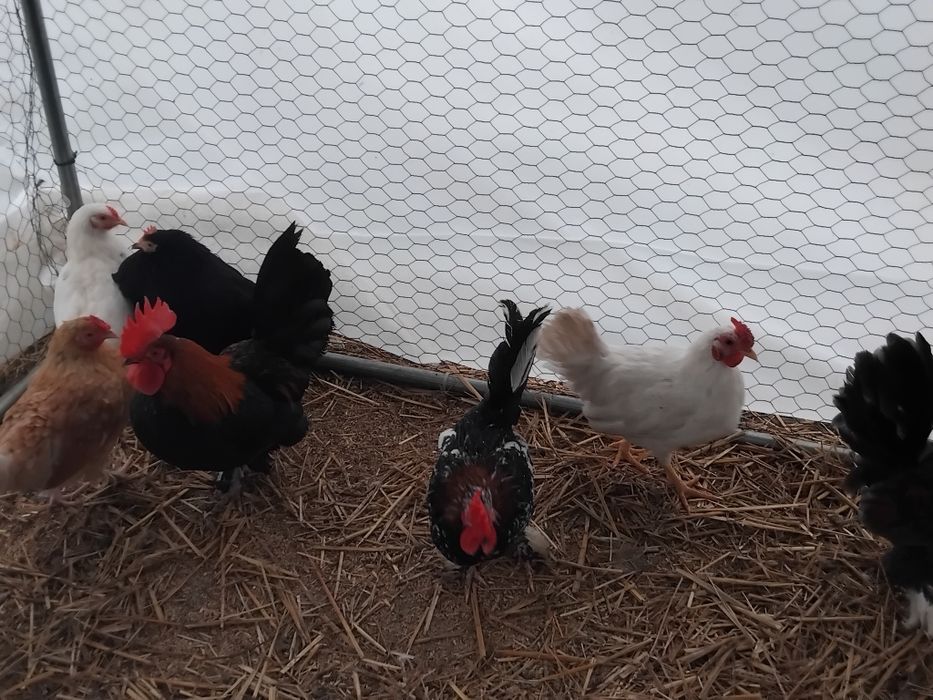 Vând cocoși pitici