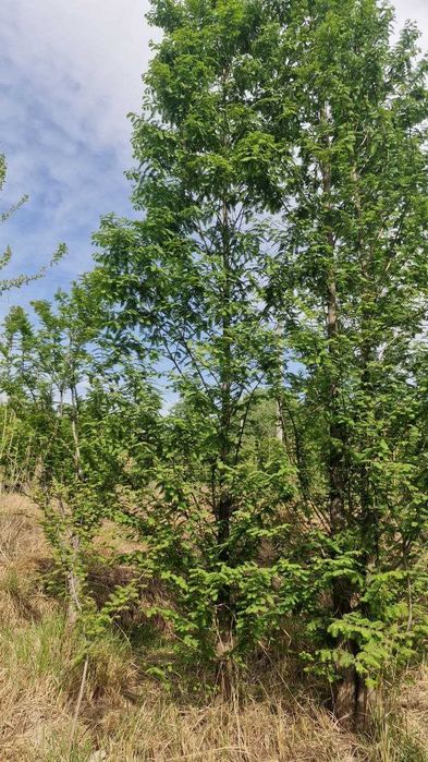 Метасекво́йя — редкое и уникальное дерево.