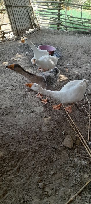 Xonaki g'ozlar sotiladi