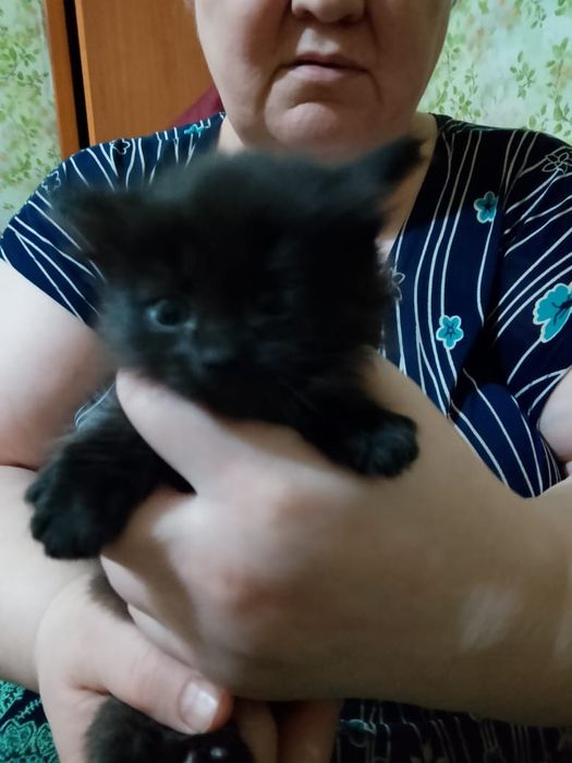 Отдам котят, срочно!