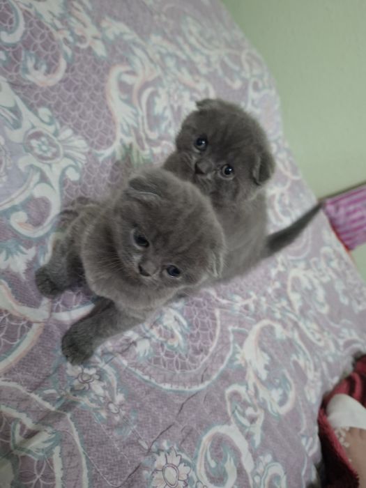 Продаётся котята породистый от правильной вязки