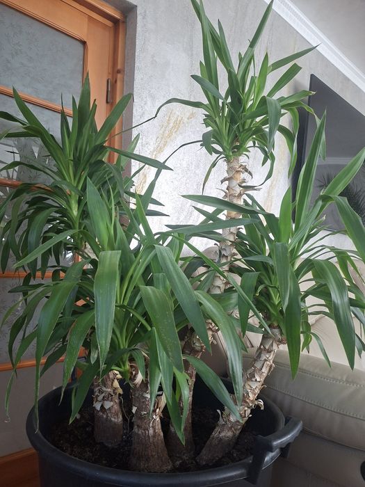 Plante decorative