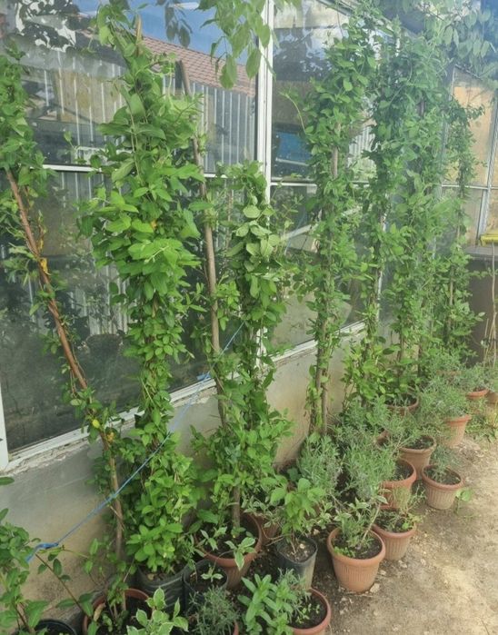 Caprifoi,  Mănâncă Maicii Domnului , Glicina