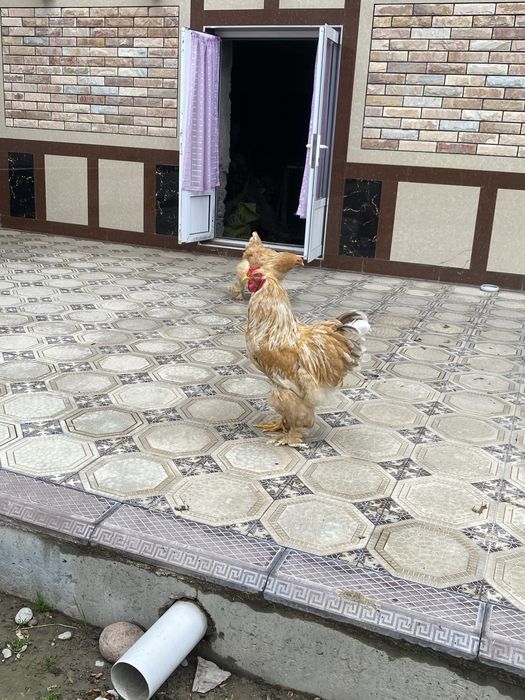 Brama tovuq va xurozi sotiladi