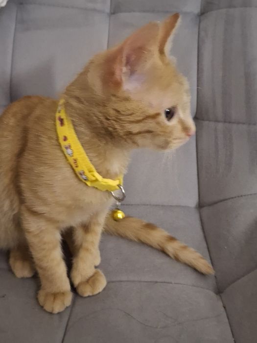 В добрые руки котенок