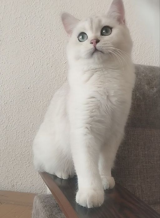 Сотилади Британский Шиншилла Чистокровный УГЛ БОЛА