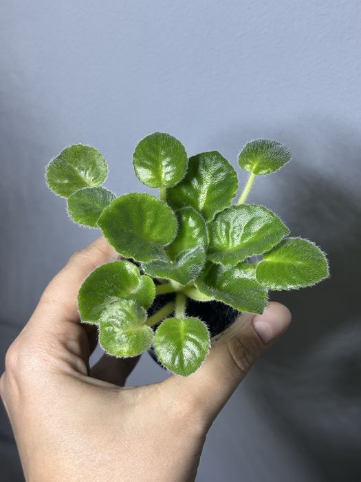 Фиалки сортовые стартеры