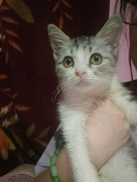 Отдадим котёнка в добрые руки