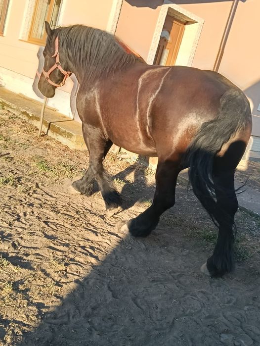 Vand iapa de 6 ani
