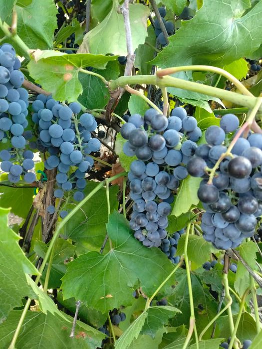 Продам Виноград Изабелла!