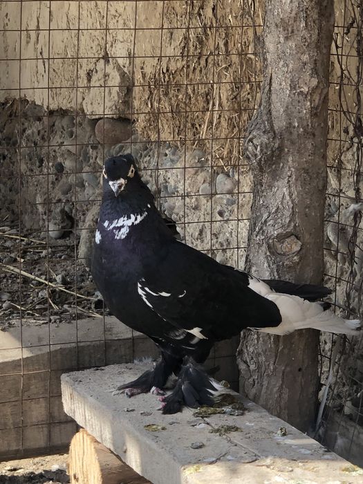 Kabutar “Duhchubi” qora haka yangi mehmon sotiladi