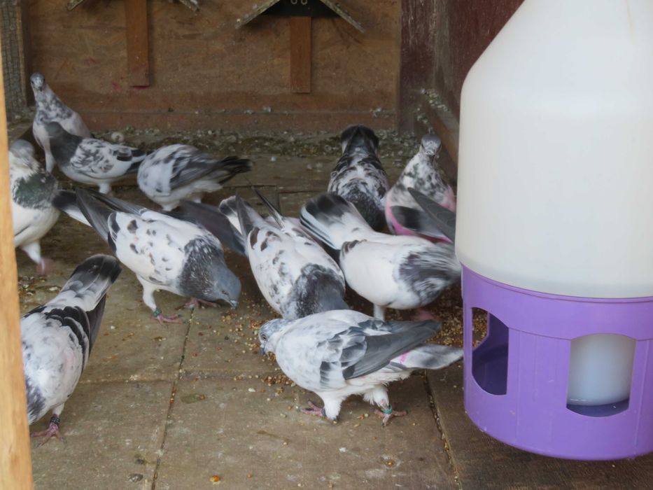 Porumbei Berzați de Budapesta