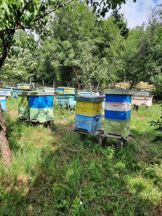 Stupi cu albine de vănzare, Verticali si Orizontali Cu lazi incluse