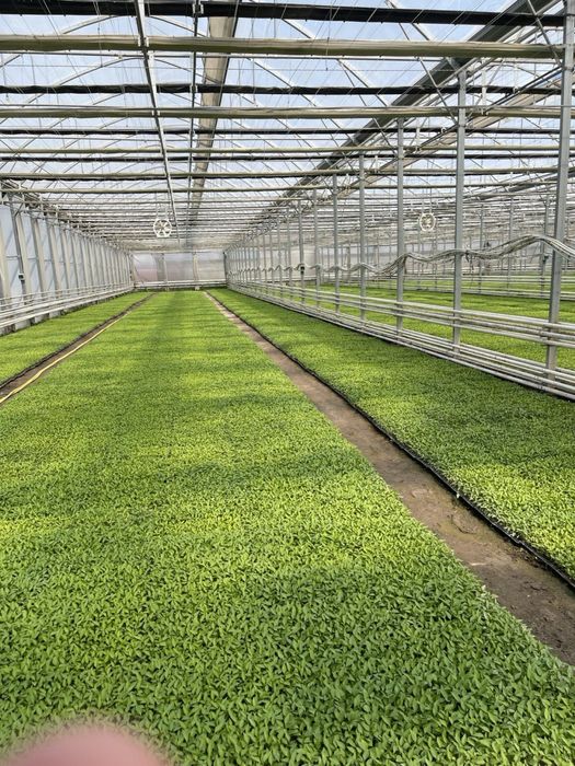 Теплица 2 Гектар ижарага берамиз ёки сотилади 5 йилда булиб тулаш