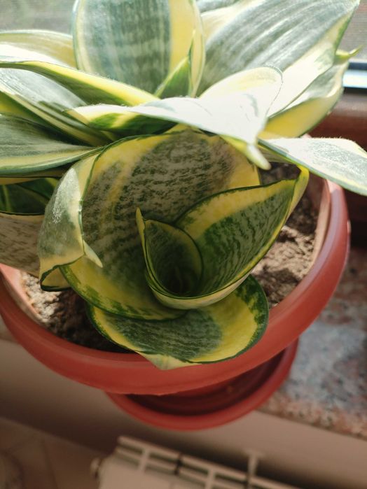 Налични жълти сансевиери, moonshine, cilindrica, Black moon, алое