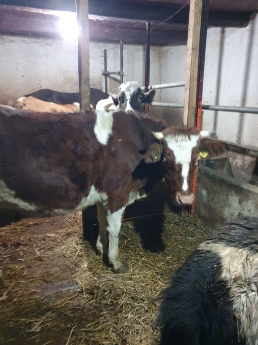 Juncã gestantã de vanzare