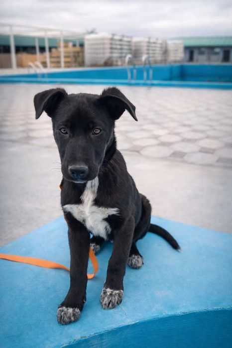 Щенок мальчик в добрые руки