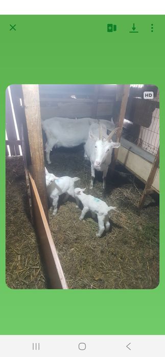 Capre fatate de vanzare