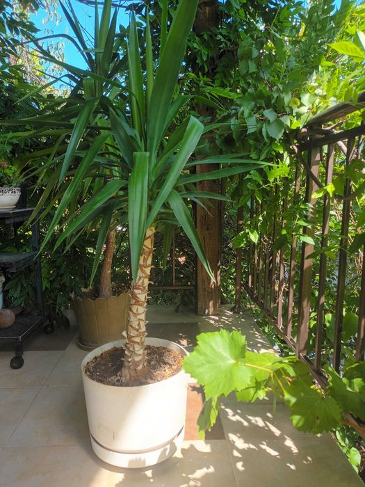 Стайна палма юка многогодишна