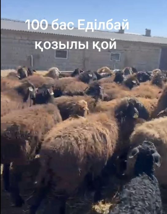 Қозылы қой сатылады